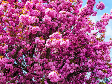 10 JAPANESE FLOWERING CHERRY Tree Oriental Prunus Serrulata Flower Seeds